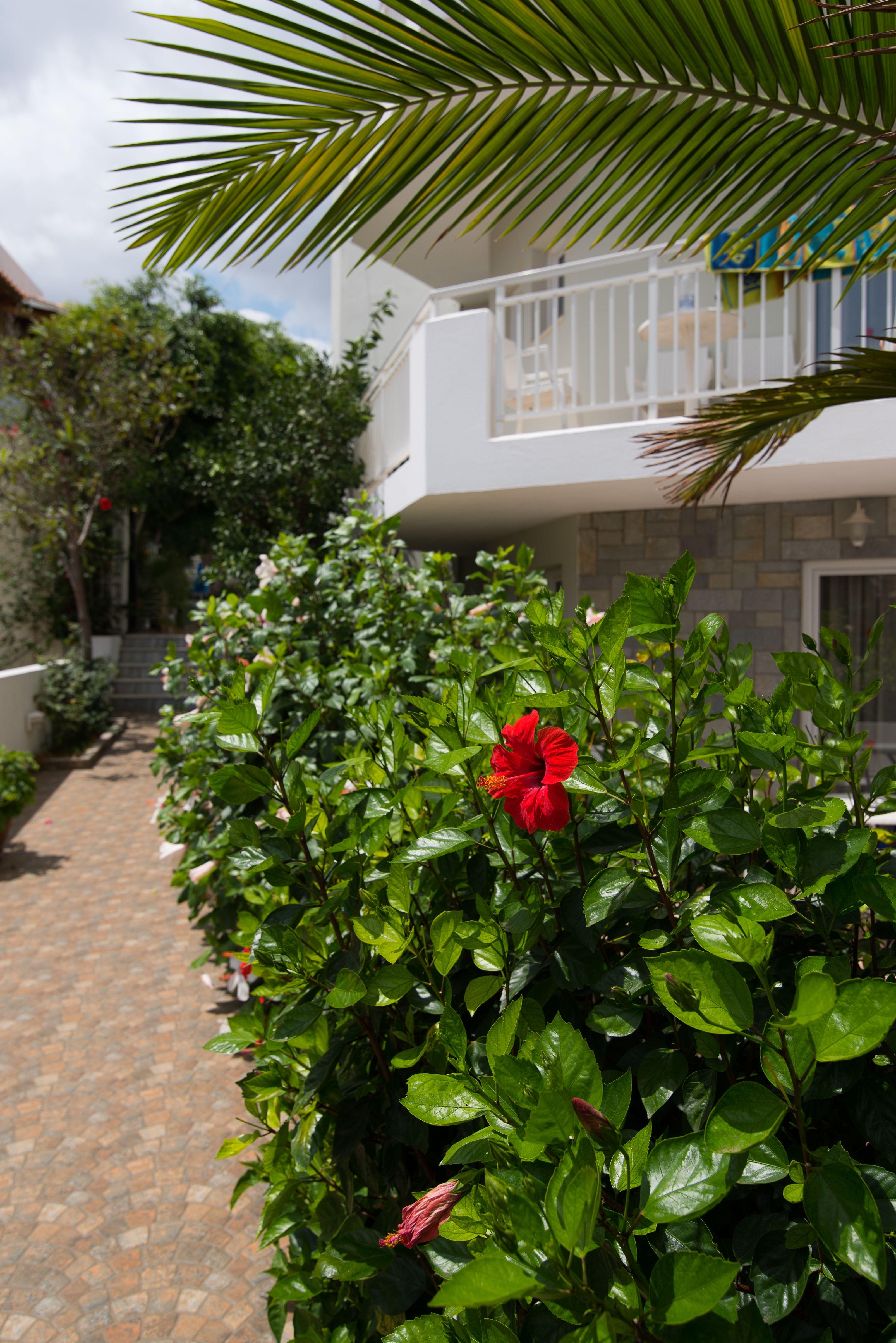 Melissa Apartments, Studios & Suites Malia Dış mekan fotoğraf